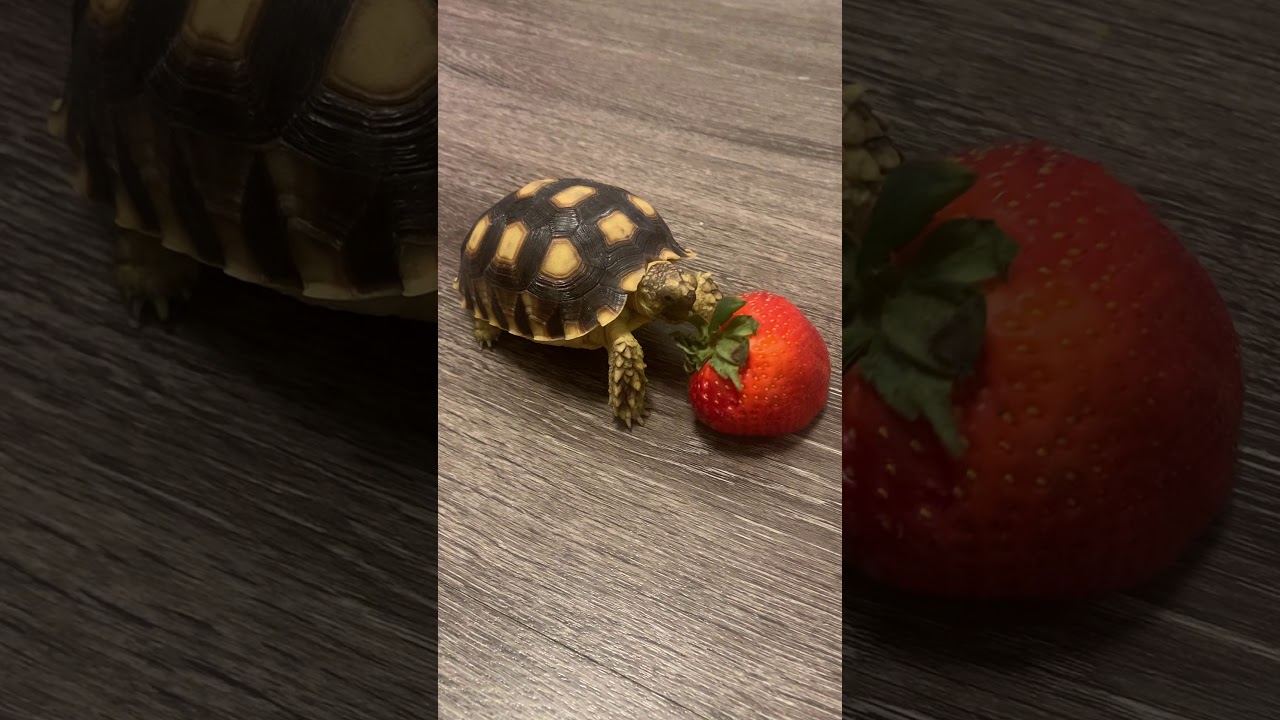 Baby Tortoise Eats Strawberry