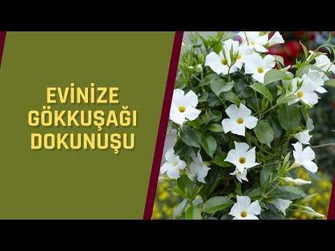 Video: Mandevilla Üzerindeki Sarı Yapraklar - Sarı Mandevilla Yapraklarının Nedenleri