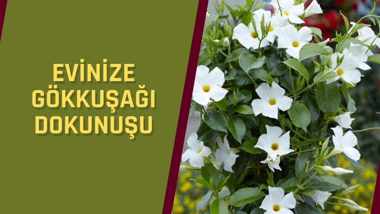 MANDEVILLA /SANDEVILLA BİTKİSİ HAKKINDA BİLMENİZ GEREKEN HER ŞEY BU VİDEODA