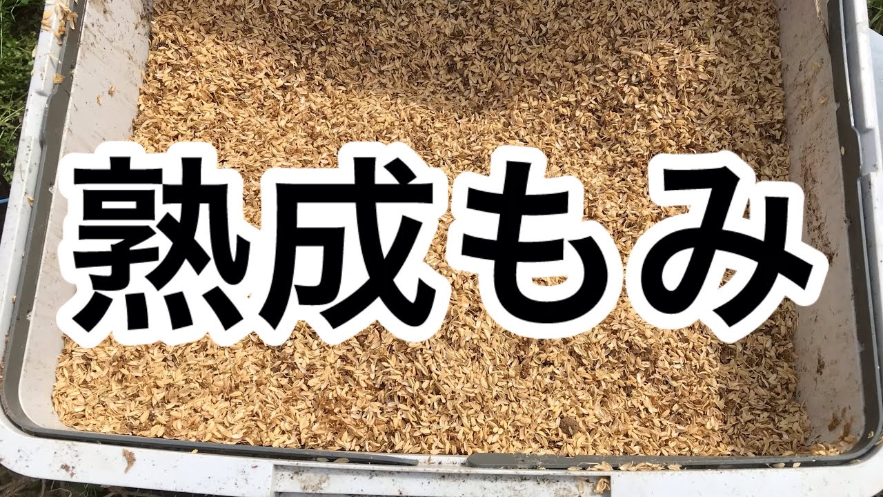 発酵熟成もみがら】籾殻に堆肥少しと水を加えて発酵熟成させます 土に 発酵熟成もみがら】籾殻に堆肥少しと水を加えて発酵熟成させます 土に