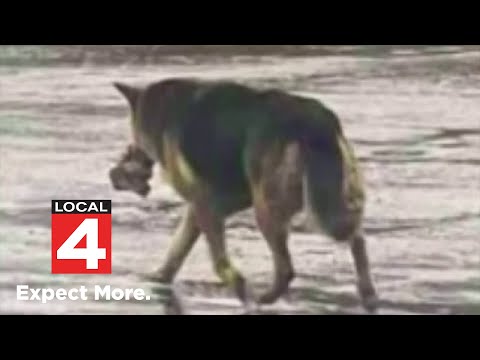 Abandoned dog rescued carrying stuffed animal in Detroit