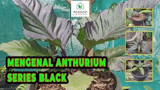 Anthurium Hookeri Black || Mengenal Anthurium Series Black