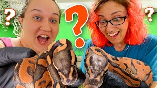 IS THIS A NEW MORPH?? MYSTERY ORANGE BALL PYTHONS HATCH! | BRIAN BARCZYK