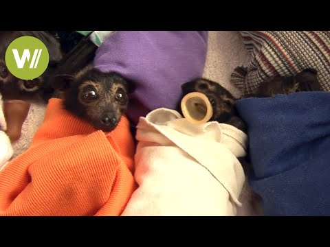 süße-burrito-babys---die-fledermäuse-der-tolga-bat-hospital-in-australien