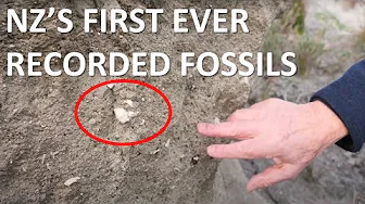 New Zealand's First Ever Described Fossil Locality