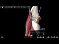 Cubital fossa