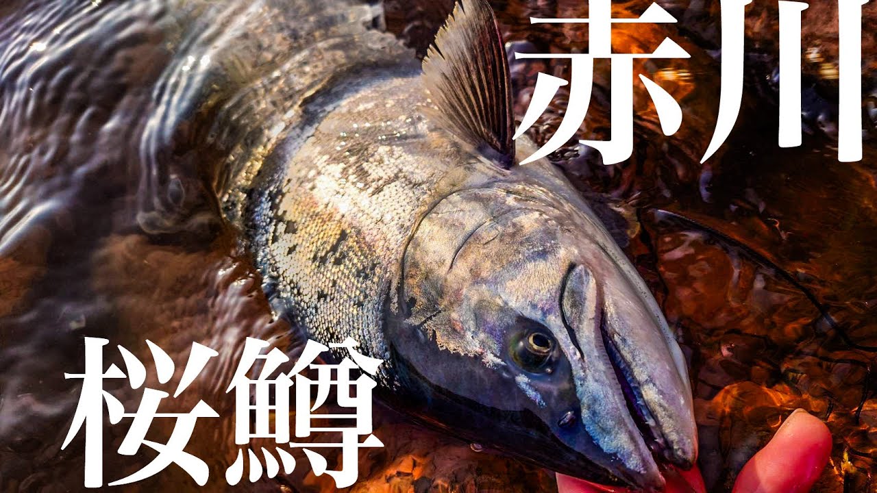 【サクラマス】【赤川】最高の一本を求めた男の話 2025年3月