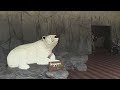 ÚNICO URSO POLAR NASCIDO NOS TRÓPICOS MORRE.