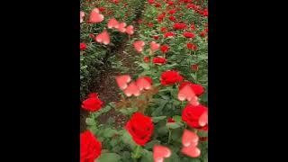 Tonight I Celebrate my love for you (instrumental)Peabo Bryson &Roberta flack