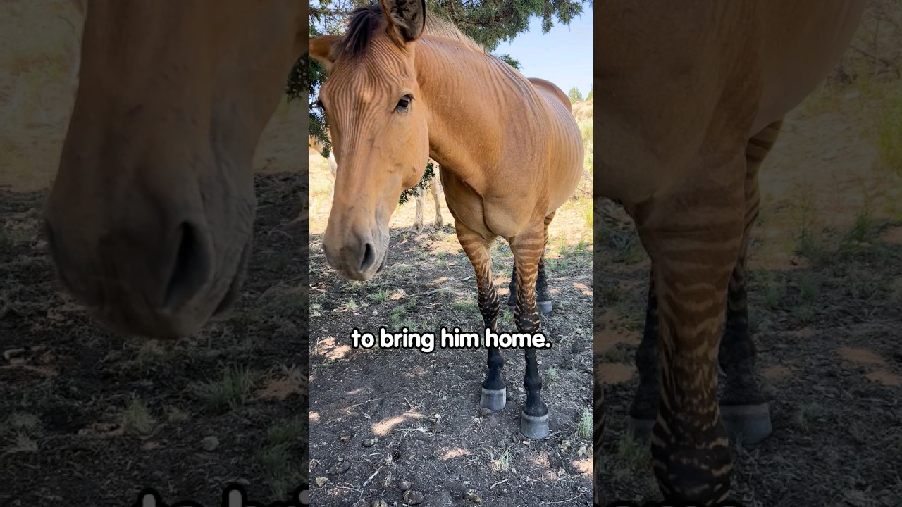 Спасённый Зорс обожает, когда ему чешут уши! #шорты #животные #лошадь #зебра #любительживотных #к...