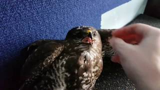 Feeding a wild buzzard picked up from the field.