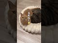 先住猫がもう1匹の猫ちゃんに埋もれて動かないので、話しかけると…
