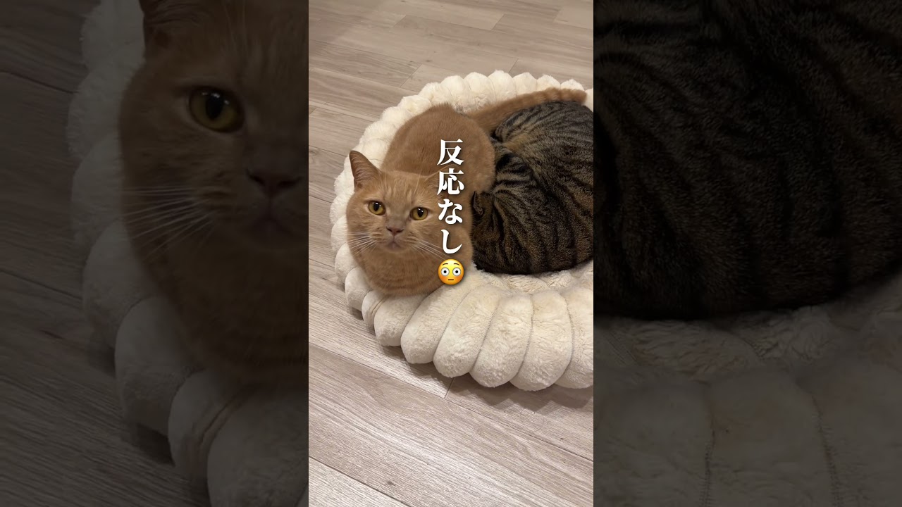 先住猫がもう1匹の猫ちゃんに埋もれて動かないので、話しかけると…