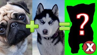 TOP 07 MISTURAS DE RAÇAS DE CÃES INCRIVELMENTE FOFAS l Almanaque x