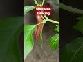 millipede dancing on a twig #millipede #millipedevideo #insects #indutchannel