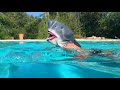 Requinguedin  clip  le shark