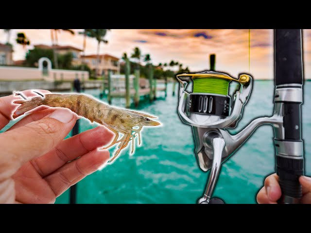 Live Shrimp Bait *Hooks* Unexpected Dock Beast! 