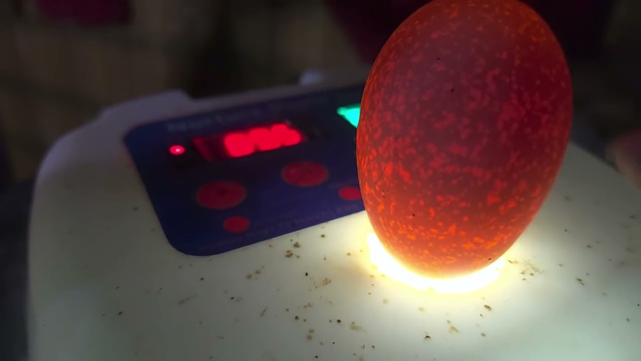 Candling the chicken eggs!