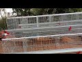 poultry Layer cage