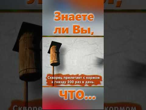 Знаете ли Вы, Что? Скворец