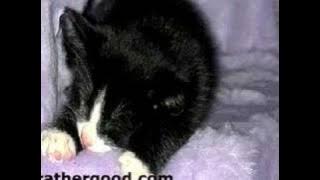 Looking For My Leopard