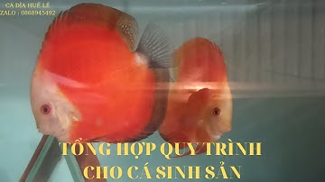 # 7TỔNG HỢP QUÁ TRÌNH NUÔI VÀ CHĂM SÓC CÁ SINH SẢN