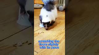 Funny Pet Skunk Does a Handstand to Find Hidden Food 🦨🦨
