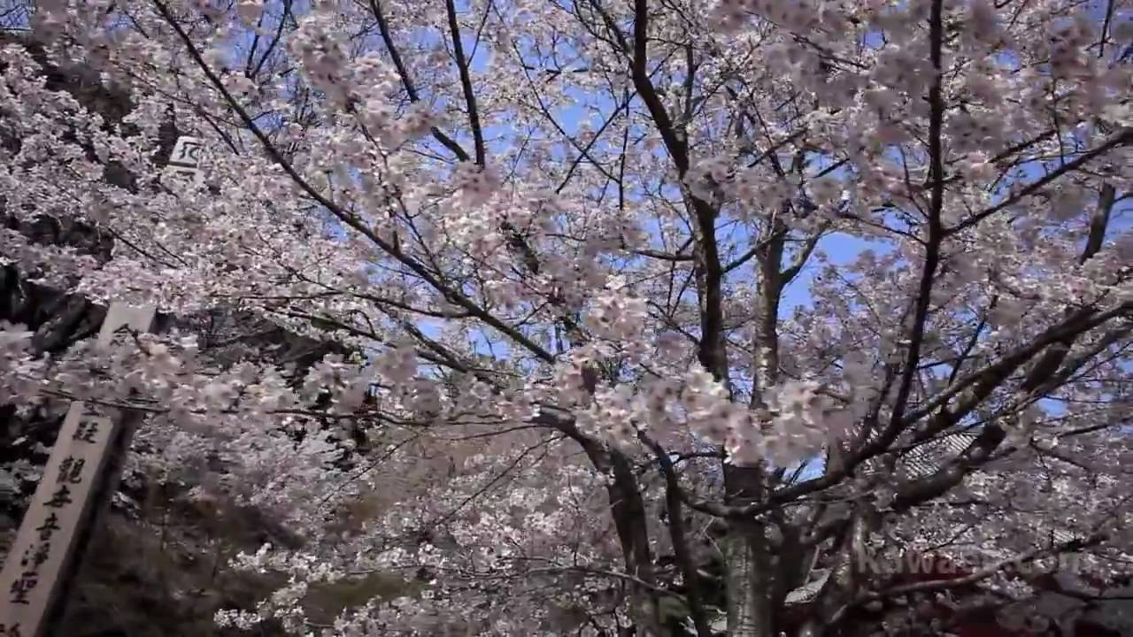 [HD]Amazing Cherry Blossoms in Japan - YouTube