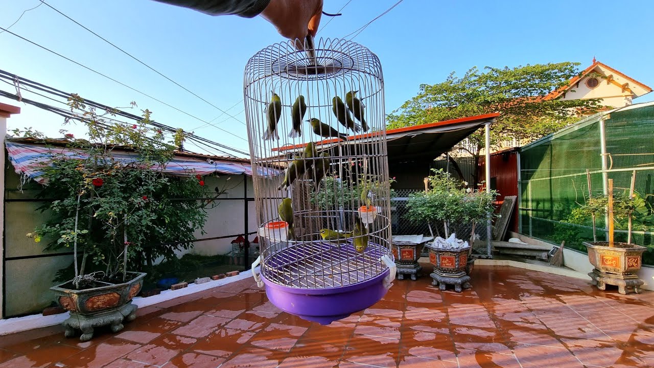 Hôm Nay Mình Đã Bẫy Được Rất Nhiều Chim Khuyên Trong Avi Và Thả Về Với Tự Nhiên / Quế Nghịch