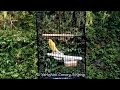 Canary F2 Yorkshire Canary Singing Omkicau(.mp3 .mp4) Mp3 - Mp4 Download