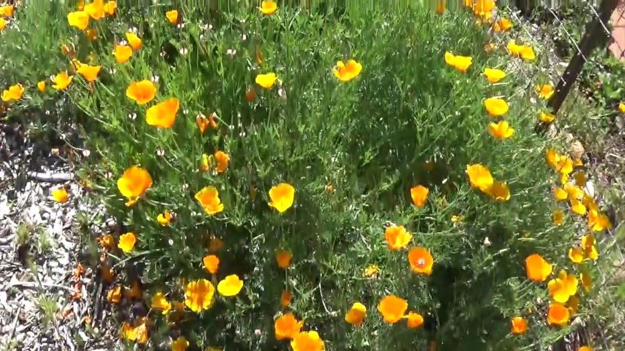 Using Flowers As Ground Cover / Attritional Weed Control The Dirt