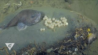 The Blobfish or the Blob Sculpin