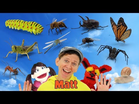 Bugs | What Do You See? Song  | Find It Version | Dream English Kids