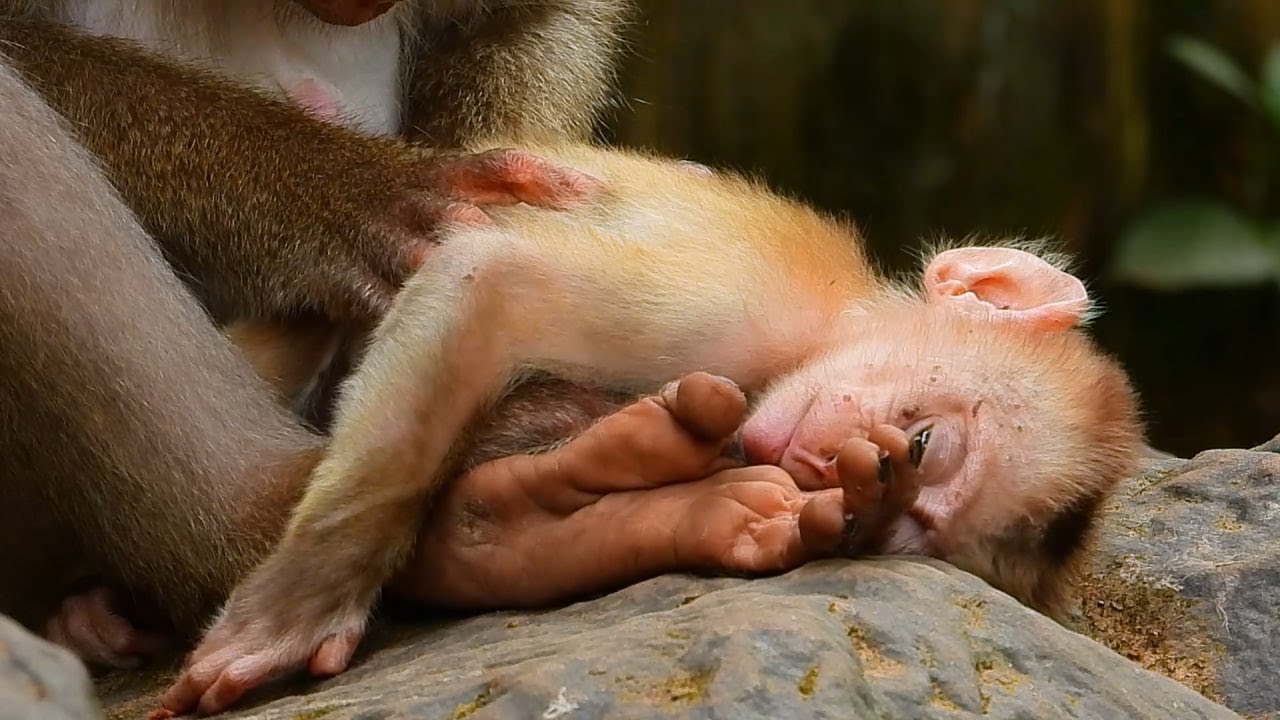 Poor Innocent baby Leo Saad Face Anqry Mom Libby always Fiight Him.
