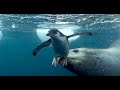 penguins hunted by leopard seal