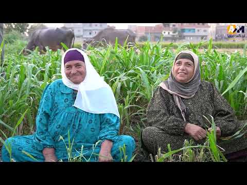 الباميه شوكتنى الجديده