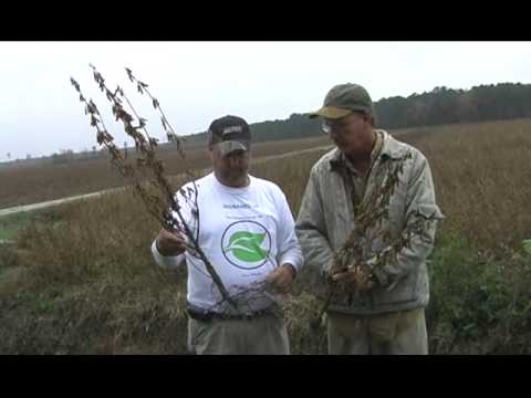 2009 Carolina 50++ Bushel Soybeans grown with Soys...