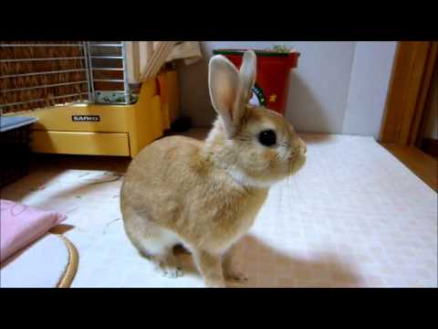うさぎ の 足ダン Stamping Of A Rabbit Youtube