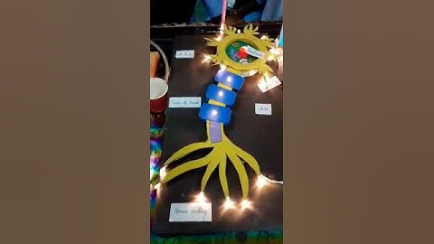 Biology the great 3d neuron #sciencemodel  #trendingshorts.