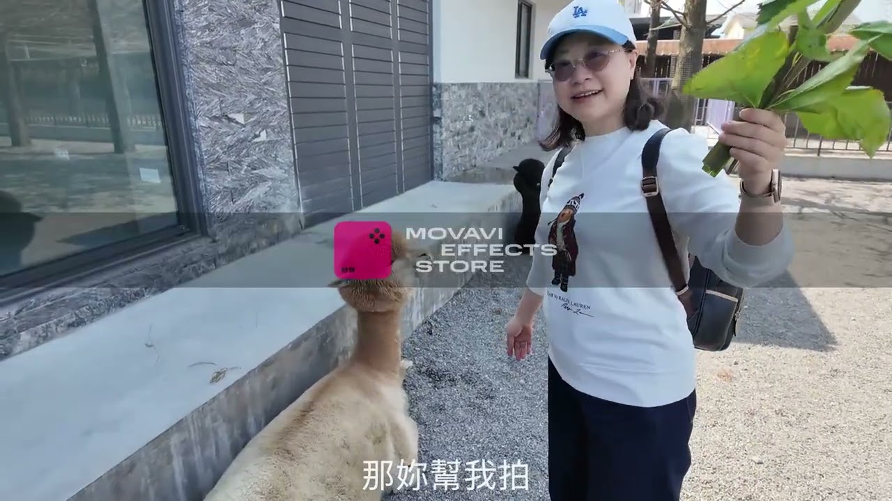 2026大年初三葛瑪蘭之星、萌寵動物園孝親之旅