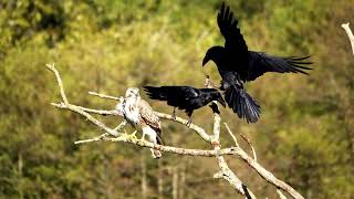 Non, les Corvidés n'aiment pas les rapaces