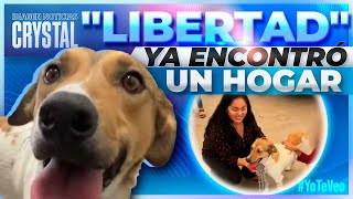 “Libertad”, perrita que sufrió maltrato animal, ya encontró un hogar