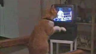 cat fight