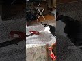 【可愛すぎる】 かわいい ねこ 【猫vs掃除機】