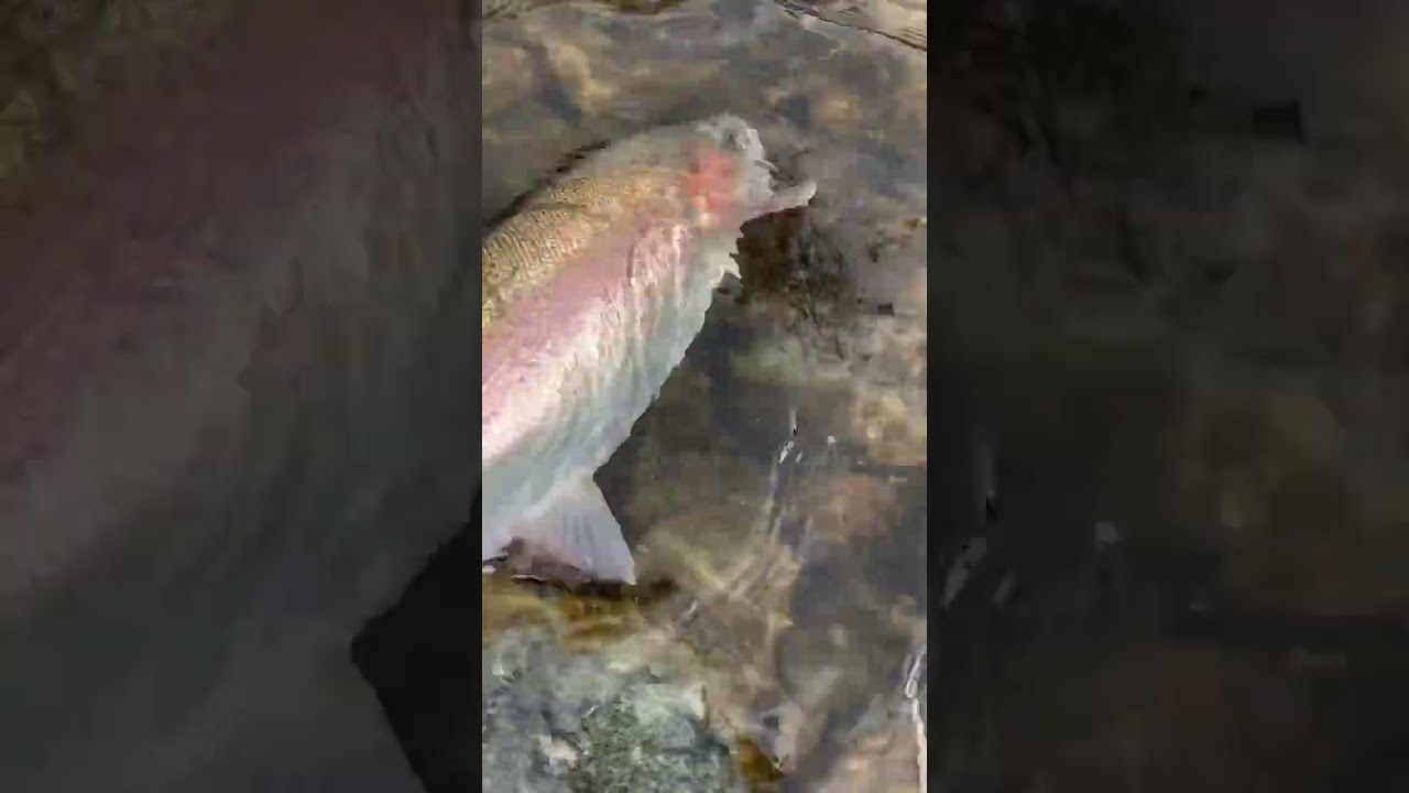 Steelhead release 