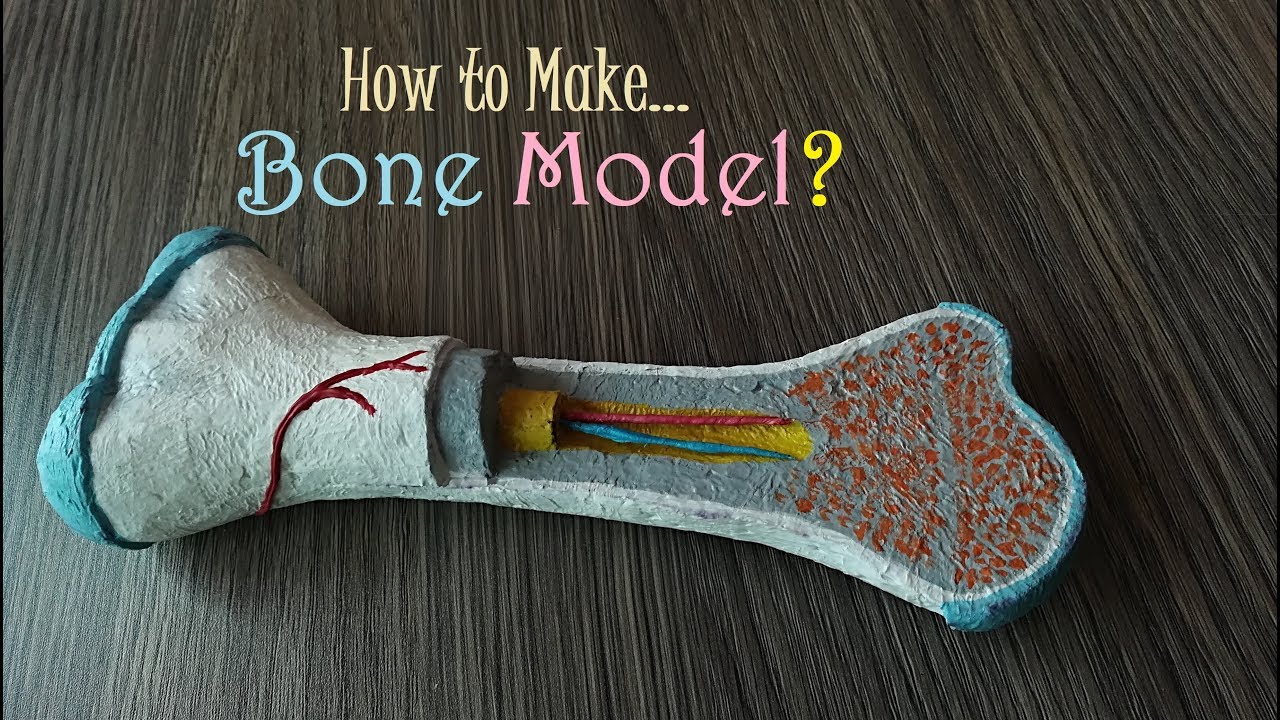 How To Make Bone Model Youtube