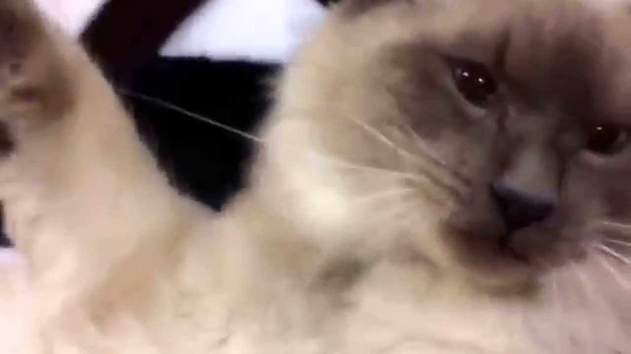 Funny Moment of My Rag-Doll