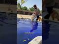 Ducklings are swimming in the pool #ducklings #minizoo #rehmanchvlogs #foryou #germanshepherd