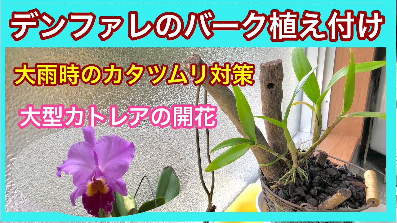 ピンクのデンファレのバーク植え付け 大型カトレアの開花と次の蕾の様子 Youtube