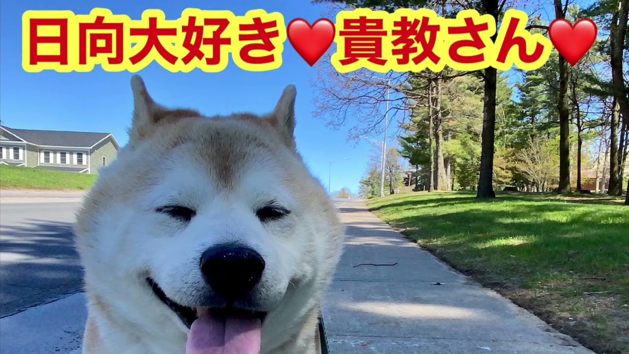 柴犬貴教 暑いのに日向を歩きたがる犬 Youtube 柴犬貴教 暑いのに日向を歩きたがる犬 Youtube